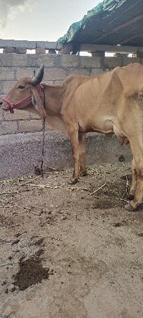 હોળકી