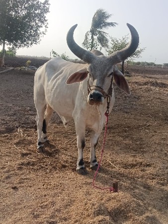 ગોઠલો વેશવાનો છે