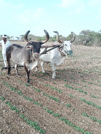 બળદ વેચવાના છે