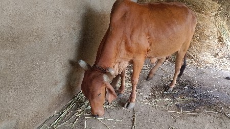 ગાય છે તેને વેચવાની છે