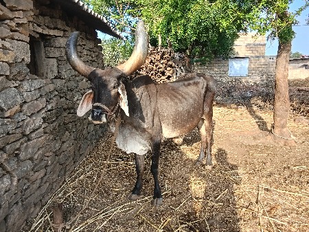 મફતમાં