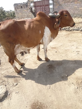 કીમત 60 હજાર