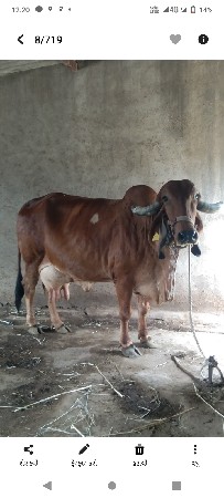આ ગાય વેચવાની છે