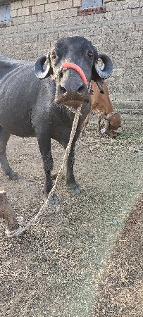 ભેસ