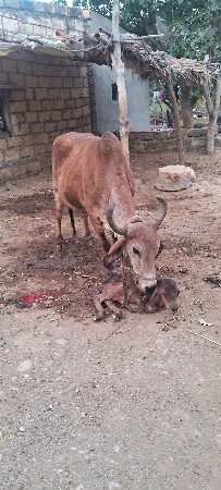 વયાણેલ ગાય