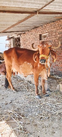 હાલમાં પાંચ લિટર દૂધ છે 1