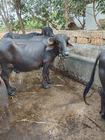 પેલ વેતરૂ