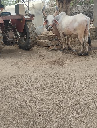 બળદ