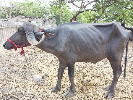 ખડેલુ વેચવાની
ભેંસ વેચવાની
