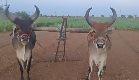 કચ્છી ગોધલા કિંમત આવે તો વેચવા..