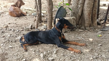 dobarman female sell