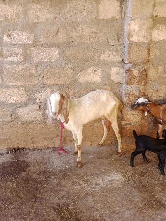 બકરીઓ વેચવાની છે