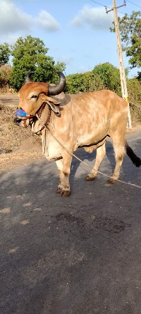 ભરત વેચવાનો બે વાવને કાઢેલ