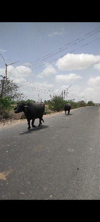 2 bhesu vechvani chhe
