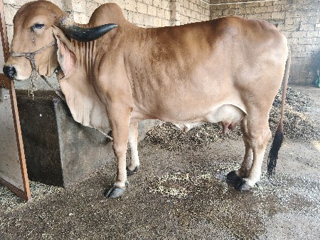 ગાય વેચવાની છે