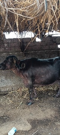 ભેંસ વેચવાની સે