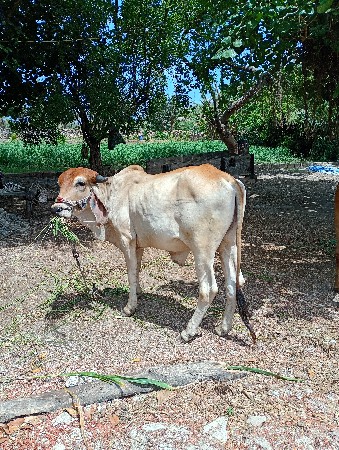 ઘોધલો વેચવા નો સે