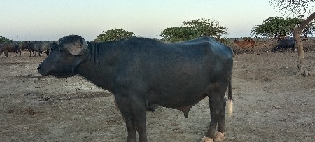 પાડો વેચવાનો છે