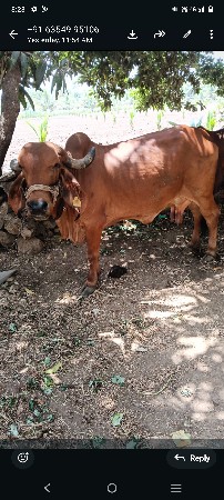 ગીર ગાય વેચવાની છે