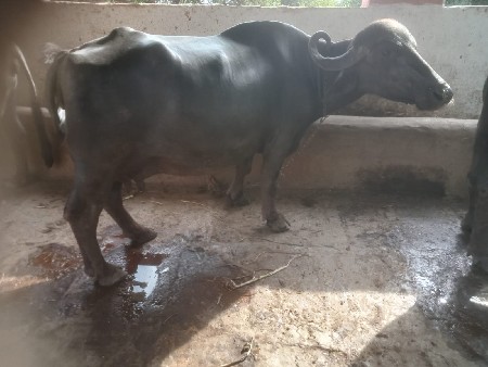 ભેંસ વેચવાની છે