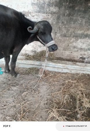 ભેંસ વેચવાની છે