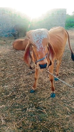 ગાય