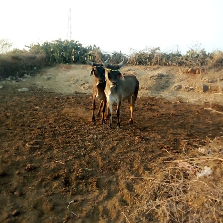 ghodhla vechva na che