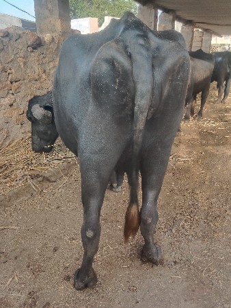 વેચવા ની છે