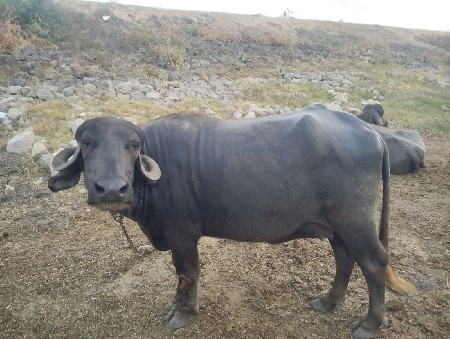 વેચવાની છે