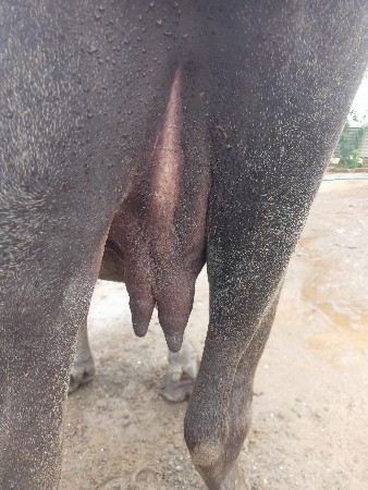ખદેલી વેચવાની છે