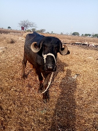 ખડેલો વેચવાનો છે