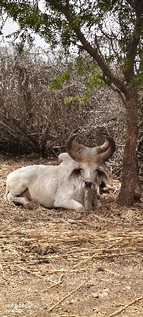 ગોધલા