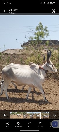 આ બળધુ આપવાના છે
