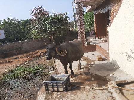 ભેસ વેચવાની દસ દિવસની કાચી
