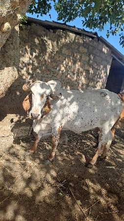 gir gay veshavani chhe