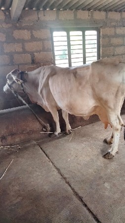 જર્સી ગાય વેચવાની છે