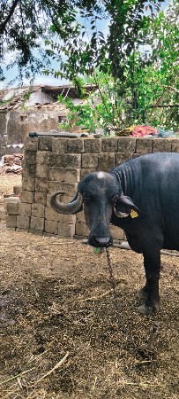 ૨ વેતર ખંઢેરી વેચવાની