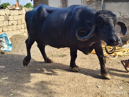 3 વેતર