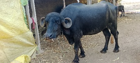 ખળેલી વેચવાની છે