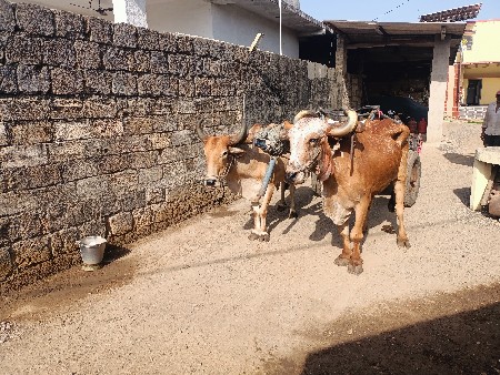 બળદ વેચવાના છે