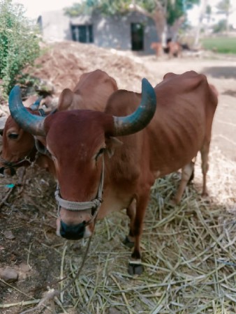 બળદ દેવાનો છે