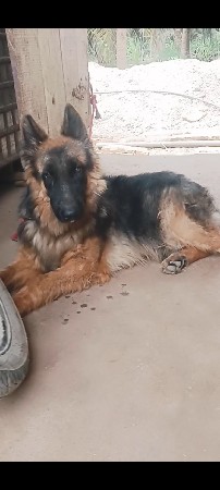 long coat male
