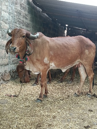 સાટા કરવાના છે