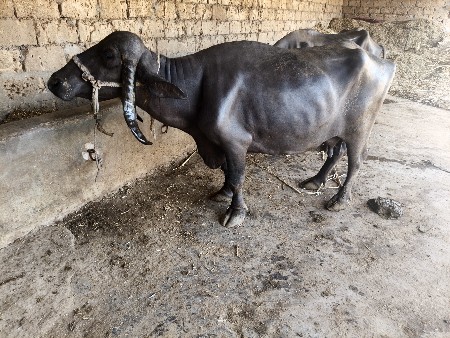 પાંચ પાંચ 5લીટર દૂધ મહિના દિવસ
