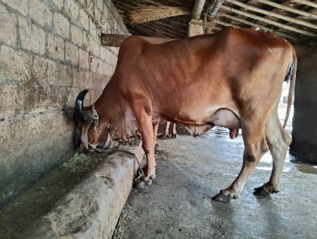 ગીર ગાય વેચવાની છે