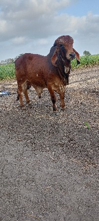 gir bull
