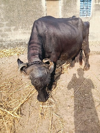 ભેસ વેસવાની છે 10 મહીના પુરા