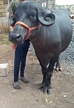 4 દાંત ખડેલી વેચવાની છે