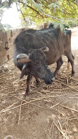 ભેંશ વેચવાની છે