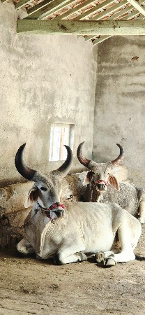 બળદ ગોધલા વેચવા ના છે